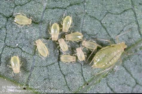 Aphids Methods of Control Create habitat for beneficial insects