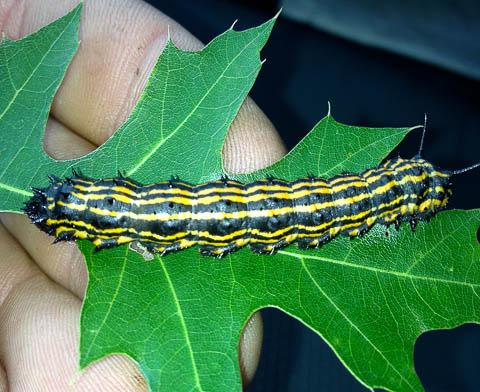 There is an ichneumonid wasp that parasitizes this caterpillar. Later instar orangestriped oakworms can cause defoliation on trees.