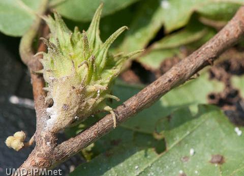 Photos: Rchard Chaffin, The Brickamn Group Lace Bugs John Speaker, IPM Scout, is finding lace bugs in high numbers on hawthorn, serviceberry, London plane tree and