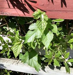 Weed of the Week By: Chuck Schuster, UME Mulberry tree, Morus spp, is a tree found growing in some landscapes, fence rows, and unmanaged areas.