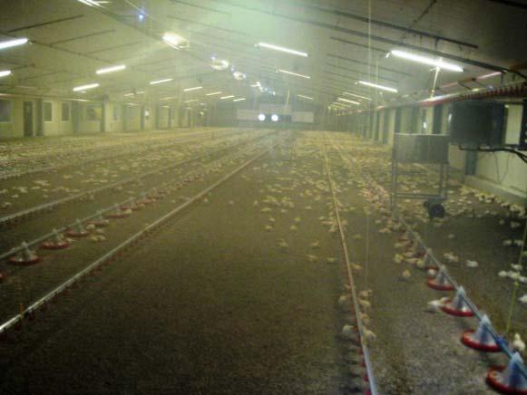 1 Water mist Some facilities use water mist spray systems to reduce dust levels or to maintain humidity at a certain level The example below is from a chicken farm where water mist is sprayed every 2