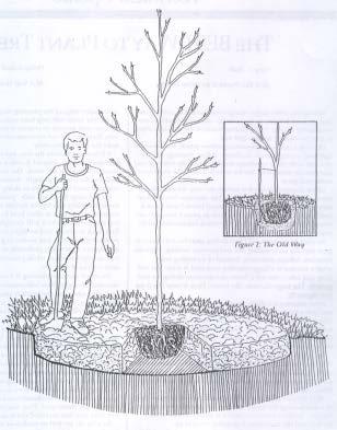 Prepare the Planting Site Dig the planting hole at Least 3-4 times the diameter of the Root Ball Identify the Trunk/Root Flare (this may mean taking soil off the top of the Root Ball) Measure the