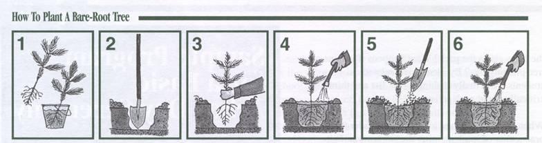 Planting Bare Root Trees