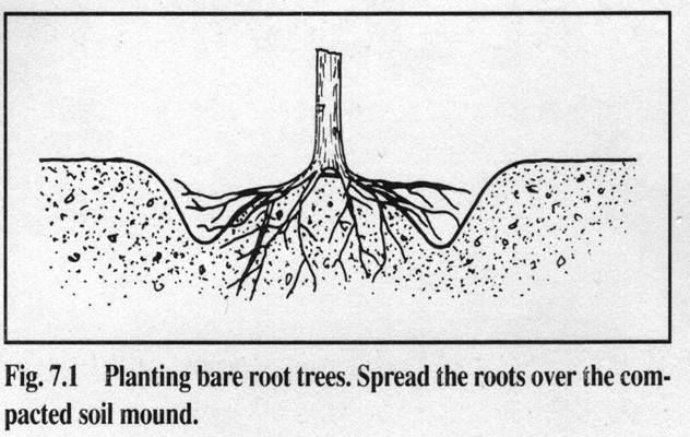 Planting Bare Root Trees From ISA