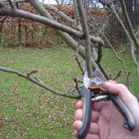 Training and Pruning Essential for health and productivity Training = establishment of initial framework during first 3-5 years Pruning = annual pruning to