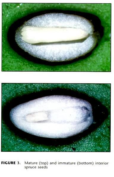 Collect fruits through all parts of tree (top, middle, bottom) Ripe Seed: Seed embryo fills the cavity Seed storage tissue firm