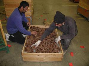 Seed Processing: Dry Fruits (cones) 1.
