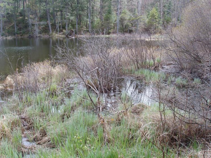 Thanks! Questions? Wetland HydrologyTechnical Note: Technical Note No.