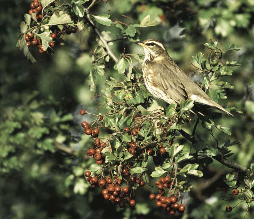 If you can, give evidence of how local wildlife has responded such as pointing out a greater variety and/or abundance of birdlife. This may help to convince people that you are doing the right thing.