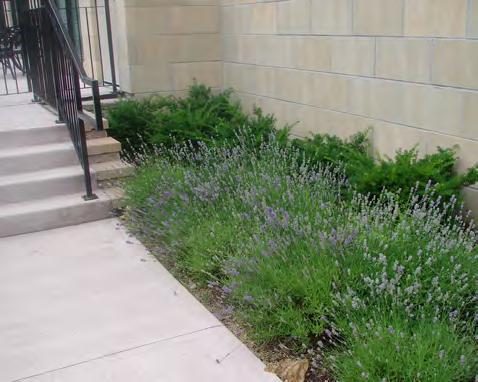 f) On lots abutting low density residential uses, a minimum 3.0 metre wide landscape strip should be provided along the rear and interior side yard to adjacent properties.