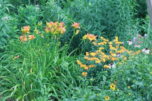 (B) Natives: Butterfly weed, purple coneflower, orange coneflower, tall ironweed,