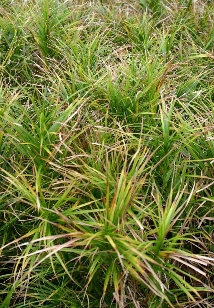 CAREX MUSKINGUMENSIS (PALM SEDGE) Wet to moist soil Shade to partial sun 1-2 foot height
