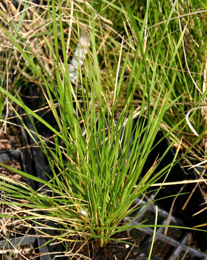 TUFTED HAIR GRASS (DESCHAMPSIA CAESPITOSA) Moist to wet soil Full sun to partial shade Around 2 feet