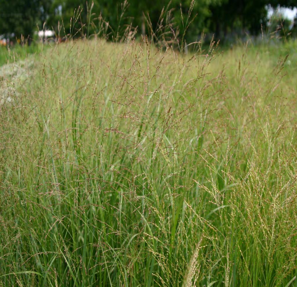 SWITCHGRASS(PANICUM VIRGATUM) Wet to well-drained Full sun 5 feet in height Extremely tough and