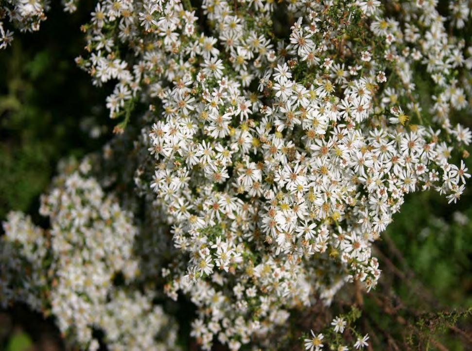 HEATH ASTER (ASTER ERICOIDES) Moist to well-drained Full sun Reaches around 18 in height Spreads slowly by