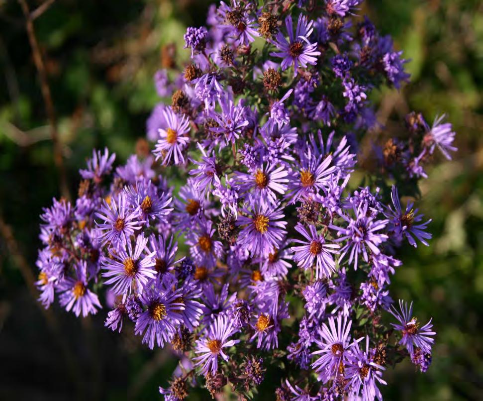 NEW ENGLAND ASTER (ASTER NOVAE-ANGLIAE) Wet to well-drained Full sun Around 4 feet in