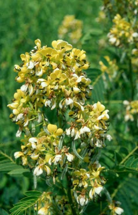 WILD SENNA (CASSIA HEBECARPA) Moist to wet Soils Bold plant growing 4-5 feet Locust-like foliage