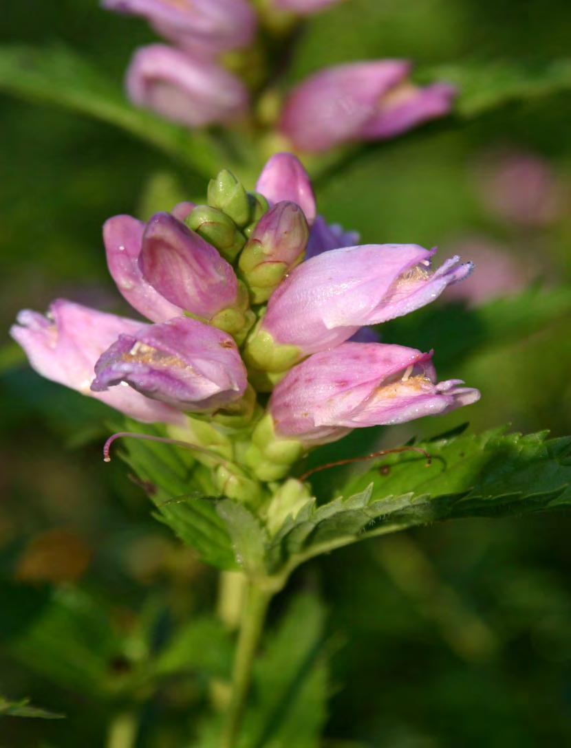 PINK TURTLEHEAD (CHELONE OBLIQUA) Moist to wet soil Best in partial shade 3 to 4 feet in height Attractive Pink Flowers in late