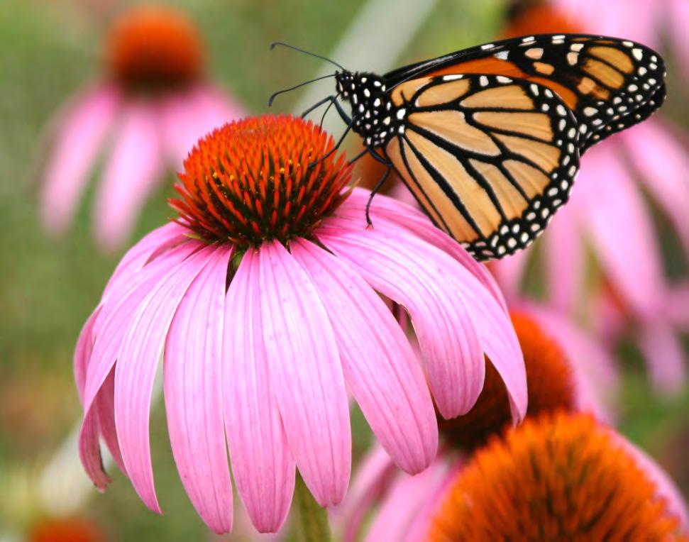 PURPLE CONEFLOWER (ECHINACEA PURPUREA) Well drained soils only Sun to partial shade