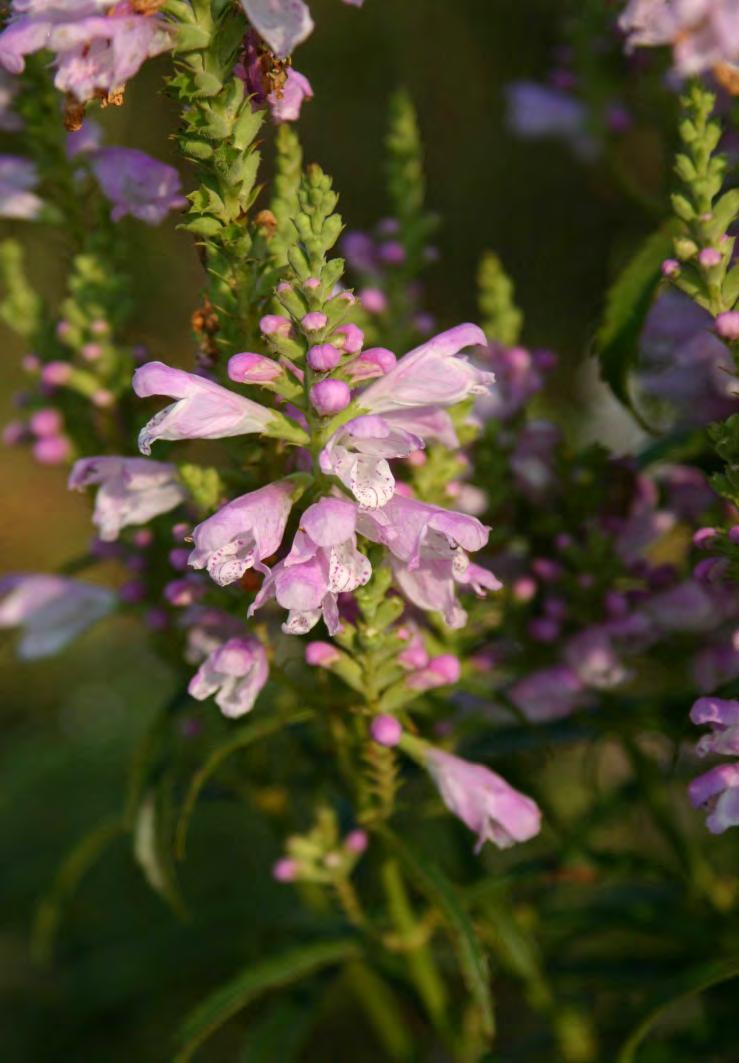 OBEDIENT PLANT (PHYSTOSTEGIA VIRGINIANA) Well-drained to wet Full sun to partial shade 3-4