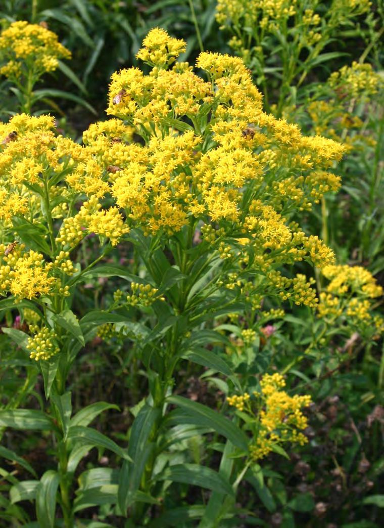 RIDDELL S GOLDENROD (SOLIDAGO RIDDELLII) Wet to well-drained Full sun 2-3 feet in height Showy flat