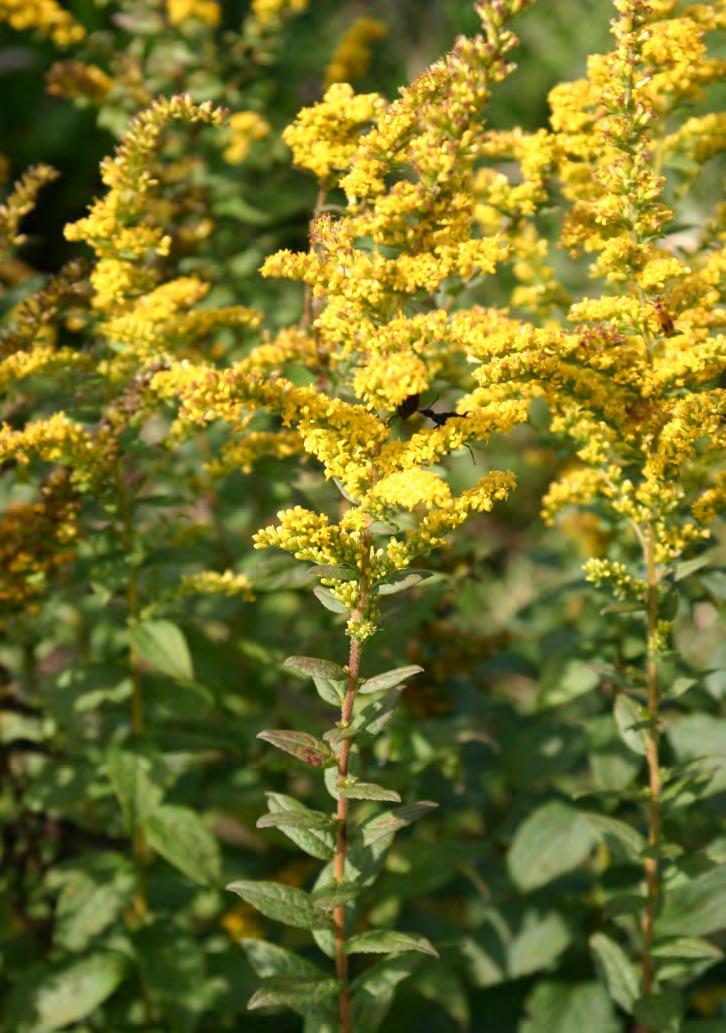 WRINKLED GOLDENROD (SOLIDAGO RUGOSA) Wet to Moist Full sun to partial shade 2-3