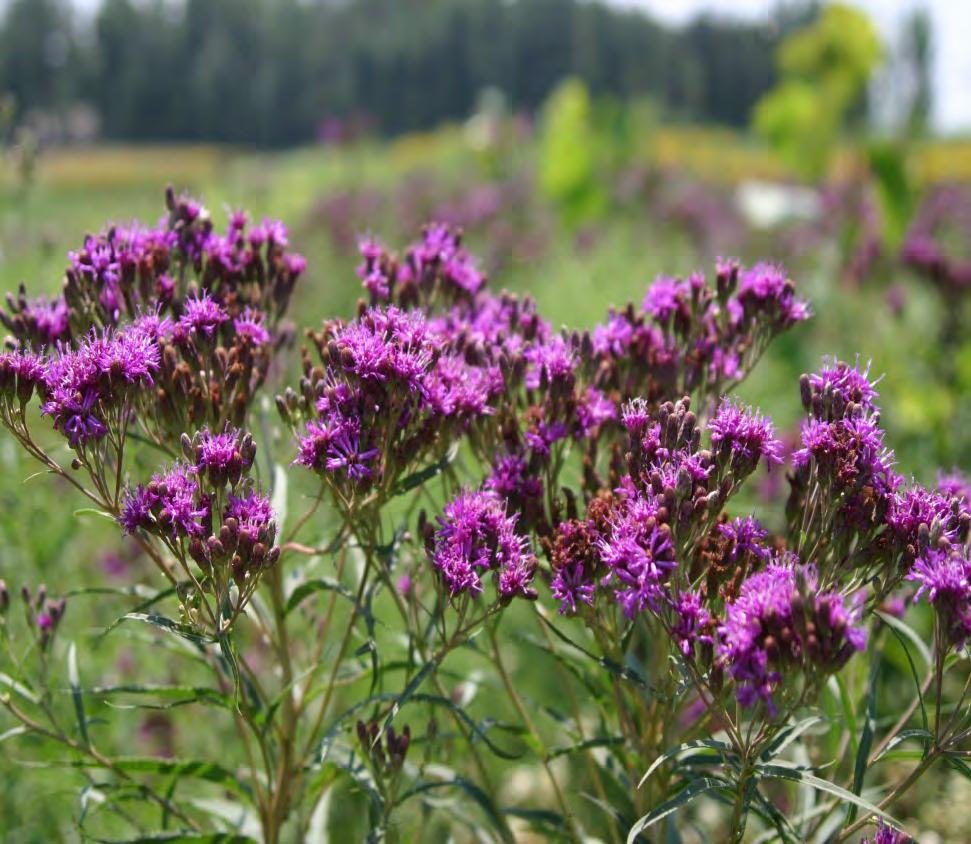 SMOOTH IRONWEED (VERNONIA FASCICULATA) Wet to moist Good inundation tolerance Full sun 4-5 ft in height Vivid