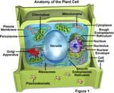 Plant Physiology Plants are comprised of rigid cells stacked on top of each other.