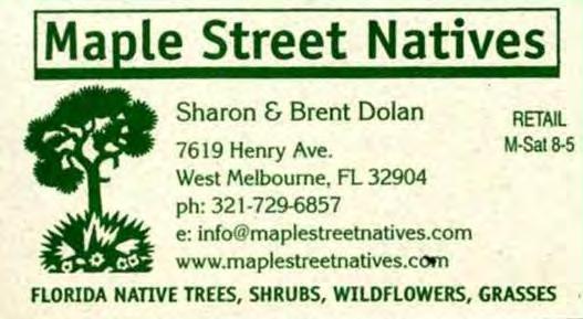 Mystery plant Florida Native Plants, Edible Plants,