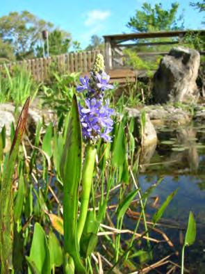 Blooming Pickerelweed at The