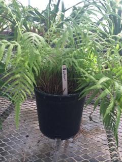 Australian ferns are not drought tolerant and need weekly watering, with high levels of moisture or humidity in dry weather.