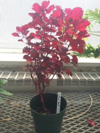 Blood Leaf   Blood Leaf It is popularly grown as an ornamental or landscape plant for its beautiful and glossy foliage with large bipinnatifid leaves of variable lengths, up to 90 cm long.