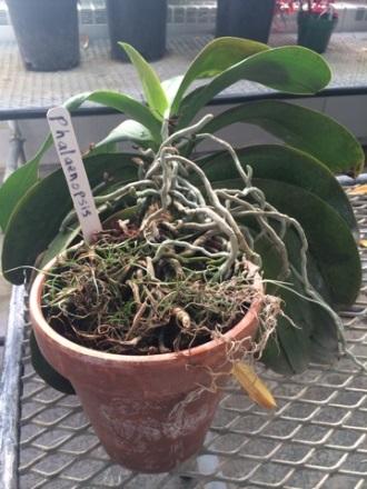 Phalaenopsis (medium) Phals are one of the easiest orchids to grow in the home. If your phal is potted in bark watering once a week is generally sufficient.