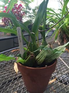 They have long, pendulous inflorescences that hang over the edge of the pot.