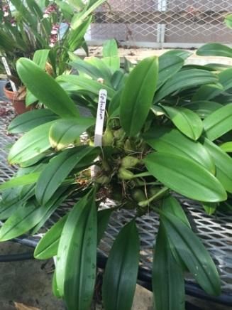 Epidendrum (medium) Epidendrum (medium) Staghorn Fern Staghorn ferns need bright, indirect or diffused light to thrive, though they must be protected from