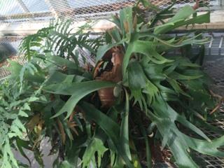 Staghorn ferns are surprisingly cold-hardy, but for optimal growth, the temperature should not be allowed to drop below 50 degrees or above 100 degrees.