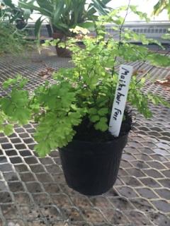 Their light gray-green, feathery-like foliage adds unique charm to just about any landscape setting, especially moist, wooded areas of the garden. Growing maidenhair fern is easy.