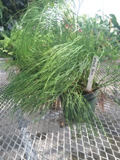Keep in mind when planting that Whisk fern is thought of as half hardy, so remember to protect this plant from frosts and low temperatures.
