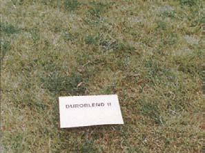 Fine fescue Other alternatives to bluegrass are creeping red, sheep, chewings, and hard fescues. A mixture of these is commonly seeded.