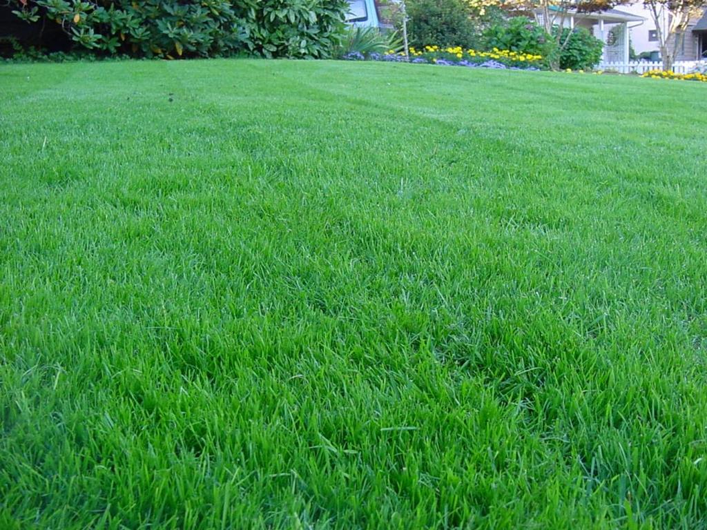 Lawns Handouts: Lawns and Irrigation