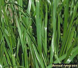 Annual ryegrass Cool- Season Grass Used for