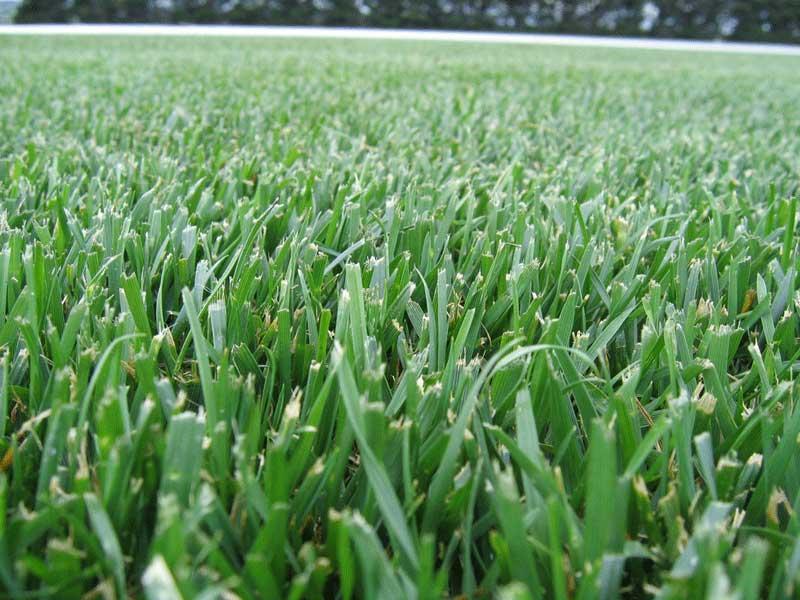 Tall Fescue Cool-Season Grass Coarse leafed grass Great in high traffic Great in heat and drought areas Establishes slowly Athletic fields