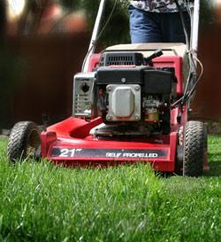 Mowing the Lawn Mowing heights Ky. Bluegrass 2-2¾ Perennial Ryegrass 2 Fine Fescue 2-2½ Tall Fescue 2-3 Frequency?