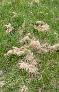 Should Clippings be Removed? If you mow the lawn regularly, you do not need to remove the clippings.