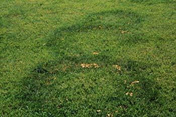 Fairy rings Soil born fungus You can t eliminate them!