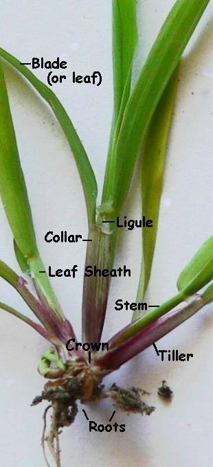Morphology of Your TurfGrass
