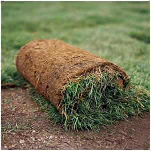 Kentucky Bluegrass Cool Season Grass Highly Rhizomatous Fills in nicely,