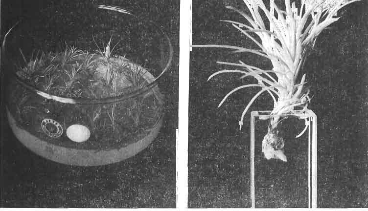 No. 2 Reilly and Washer Propagation of Radiata Pine by Tissue Culture 203 medium (SHO) these grew into well-formed shoots (Fig. 2).