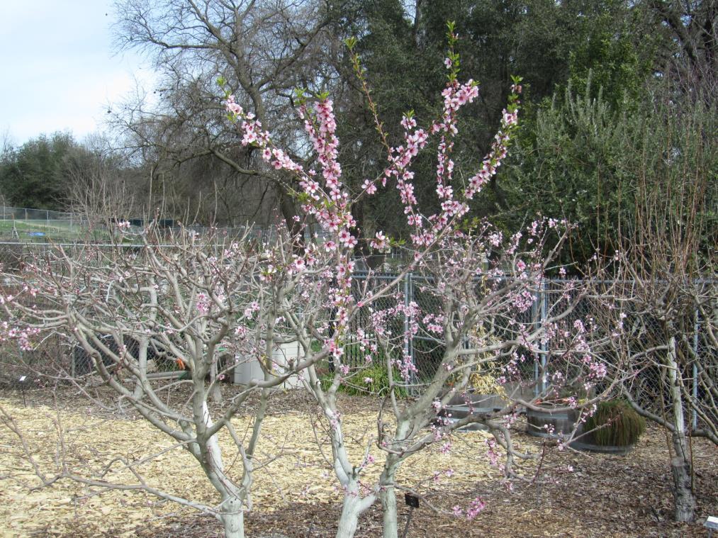 Pink-Flowering Almond FOHC