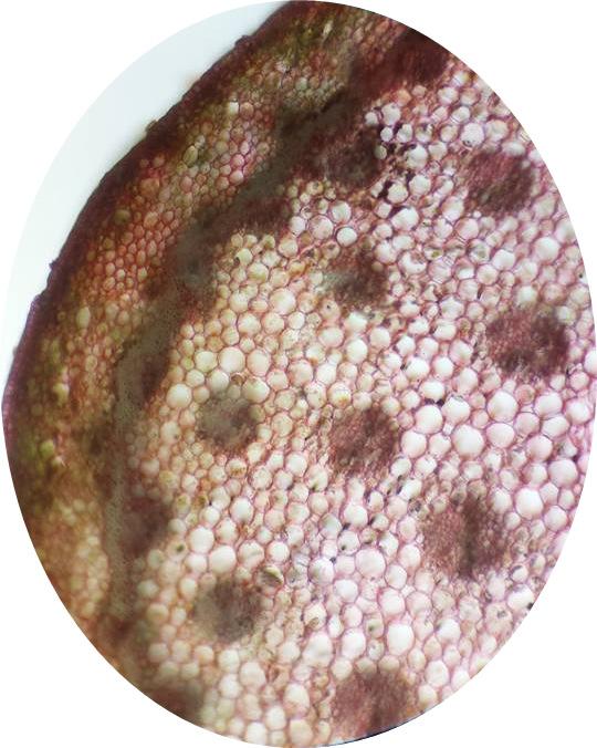 , there are highlighted several, more or less spherical formations, represented by lipid inclusions and reserve substances. Fig. 1. Rhizome cross section of Iris pseudacorus L.